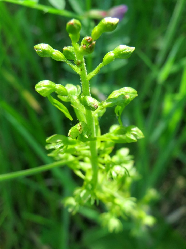 Großes Zweiblatt (Neottia ovata) im Naturschutzgebiet „St. Arnualer Wiesen“