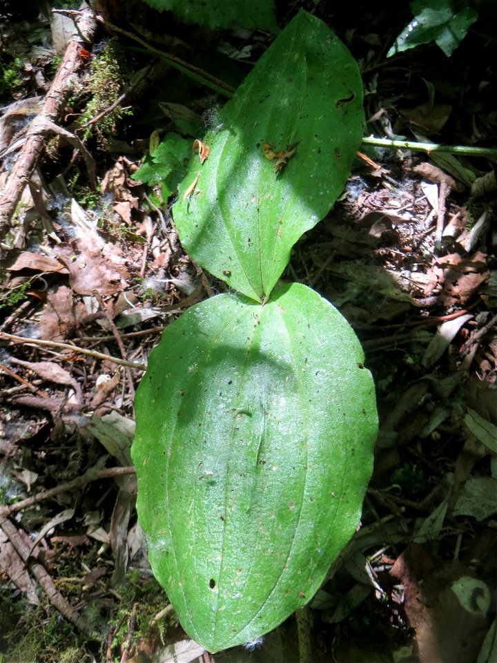 Großes Zweiblatt (Neottia ovata) im Naturschutzgebiet „St. Arnualer Wiesen“