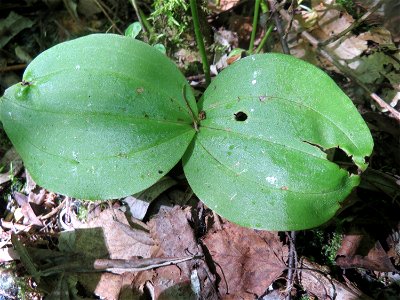 Großes Zweiblatt (Neottia ovata) im Naturschutzgebiet „St. Arnualer Wiesen“