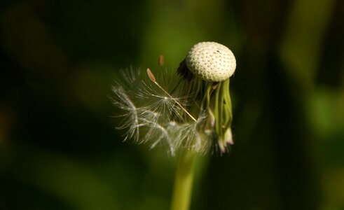 Flower close up common dandelion photo
