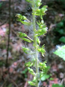 Großes Zweiblatt (Neottia ovata) im Naturschutzgebiet „St. Arnualer Wiesen“