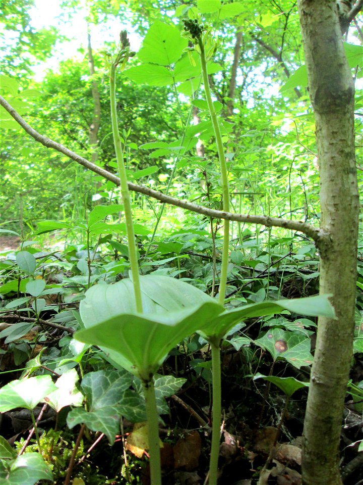 Großes Zweiblatt (Neottia ovata) im Naturschutzgebiet „St. Arnualer Wiesen“
