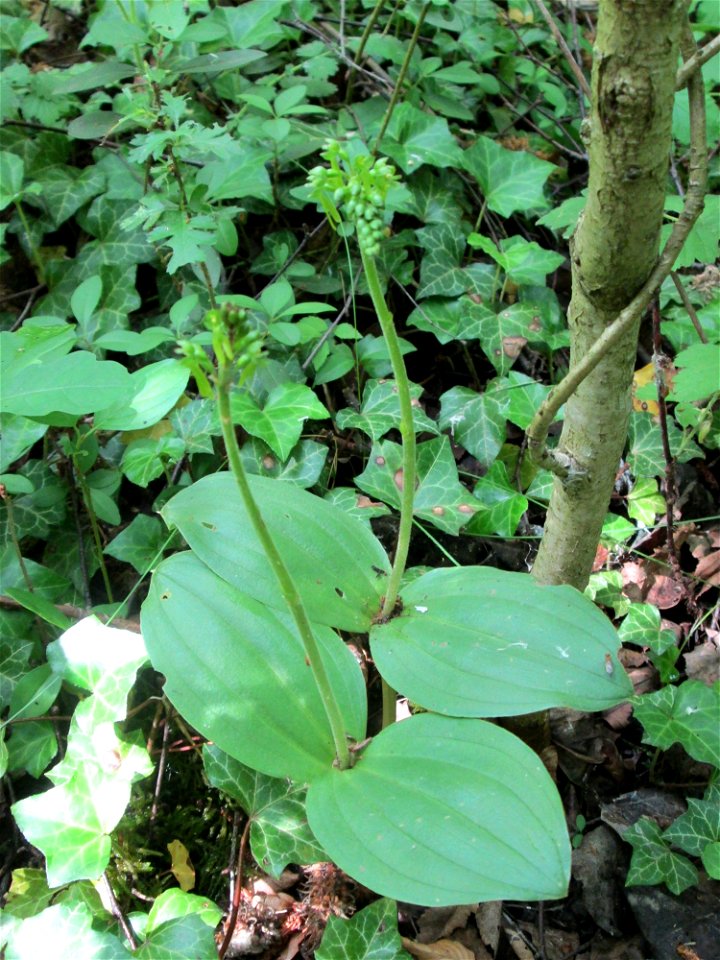 Großes Zweiblatt (Neottia ovata) im Naturschutzgebiet „St. Arnualer Wiesen“
