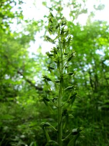 Großes Zweiblatt (Neottia ovata) im Naturschutzgebiet „St. Arnualer Wiesen“