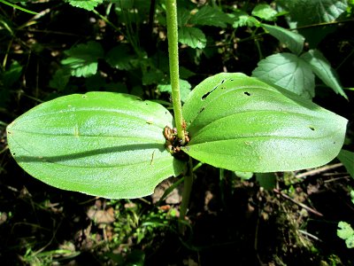 Großes Zweiblatt (Neottia ovata) im Naturschutzgebiet „St. Arnualer Wiesen“