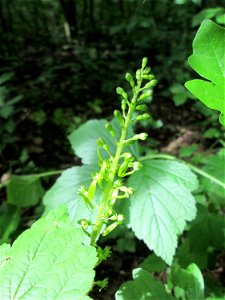 Großes Zweiblatt (Neottia ovata) im Naturschutzgebiet „St. Arnualer Wiesen“