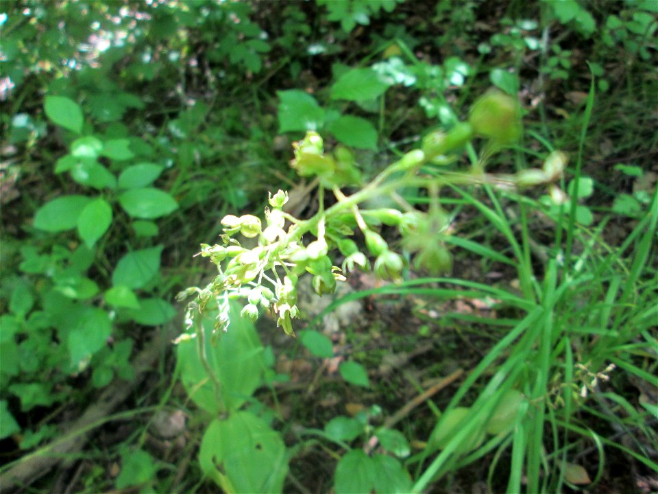 Großes Zweiblatt (Neottia ovata) im Naturschutzgebiet „St. Arnualer Wiesen“