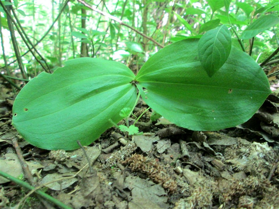 Großes Zweiblatt (Neottia ovata) im Naturschutzgebiet "St. Arnualer Wiesen"