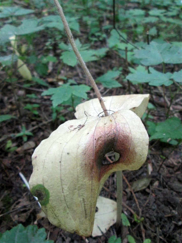 Großes Zweiblatt (Neottia ovata) im Naturschutzgebiet „St. Arnualer Wiesen“