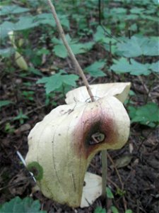 Großes Zweiblatt (Neottia ovata) im Naturschutzgebiet „St. Arnualer Wiesen“