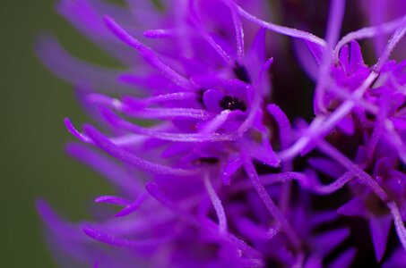 Summer garden nature