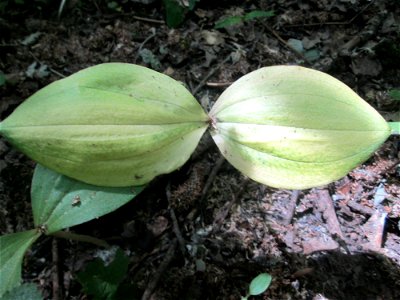 Großes Zweiblatt (Neottia ovata) im Naturschutzgebiet „St. Arnualer Wiesen“, verwelkend
