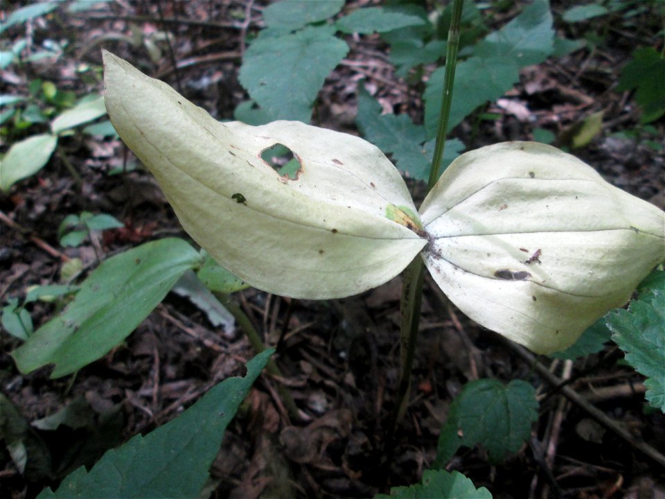 Großes Zweiblatt (Neottia ovata) im Naturschutzgebiet „St. Arnualer Wiesen“, verwelkend