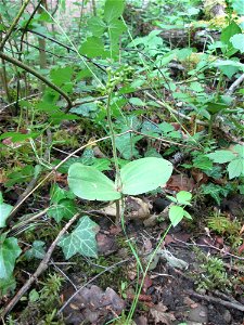Großes Zweiblatt (Neottia ovata) im Naturschutzgebiet „St. Arnualer Wiesen“