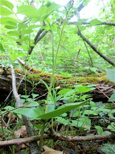 Großes Zweiblatt (Neottia ovata) im Naturschutzgebiet „St. Arnualer Wiesen“