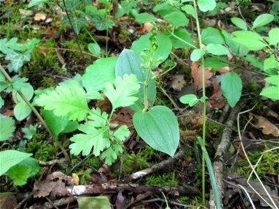 Großes Zweiblatt (Neottia ovata) im Naturschutzgebiet „St. Arnualer Wiesen“