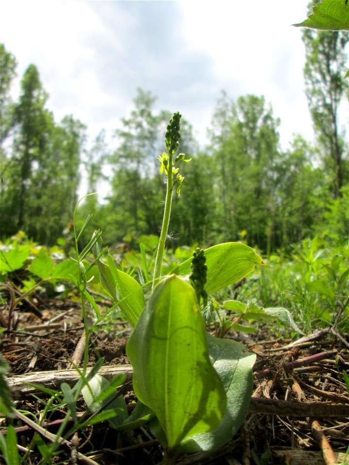 Großes Zweiblatt (Neottia ovata) im Naturschutzgebiet „St. Arnualer Wiesen“