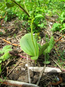 Großes Zweiblatt (Neottia ovata) im Naturschutzgebiet „St. Arnualer Wiesen“