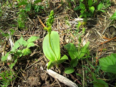 Großes Zweiblatt (Neottia ovata) im Naturschutzgebiet „St. Arnualer Wiesen“