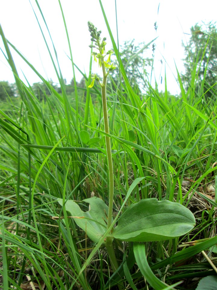 Großes Zweiblatt (Neottia ovata) im Naturschutzgebiet „Wusterhang“ oberhalb von Fechingen
