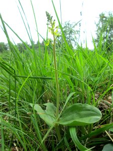 Großes Zweiblatt (Neottia ovata) im Naturschutzgebiet „Wusterhang“ oberhalb von Fechingen