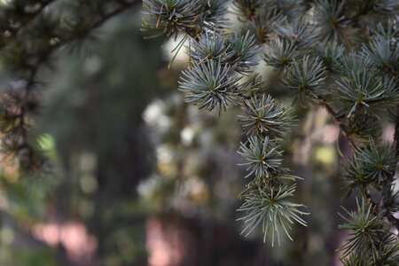 Tree nature green