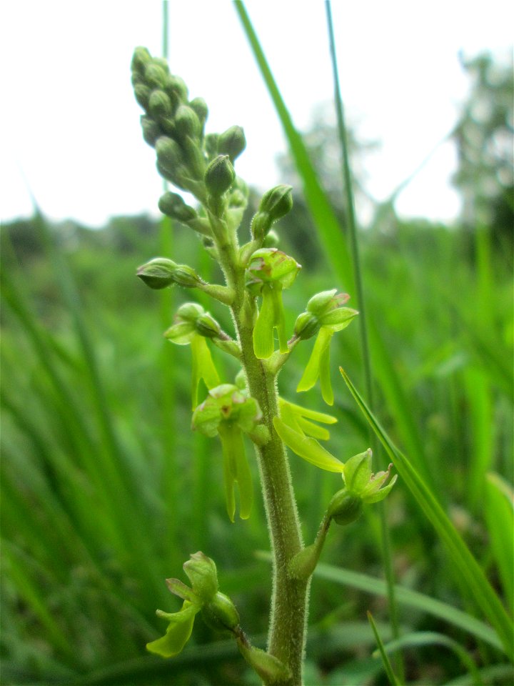 Großes Zweiblatt (Neottia ovata) im Naturschutzgebiet „Wusterhang“ oberhalb von Fechingen