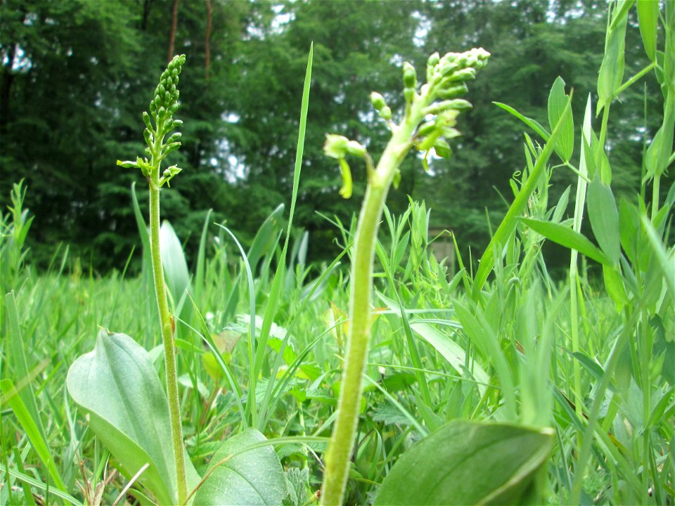 Großes Zweiblatt (Neottia ovata) im Naturschutzgebiet „Wusterhang“ oberhalb von Fechingen