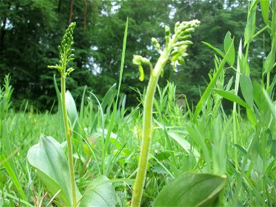 Großes Zweiblatt (Neottia ovata) im Naturschutzgebiet „Wusterhang“ oberhalb von Fechingen