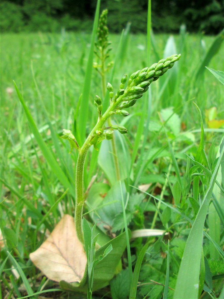 Großes Zweiblatt (Neottia ovata) im Naturschutzgebiet „Wusterhang“ oberhalb von Fechingen
