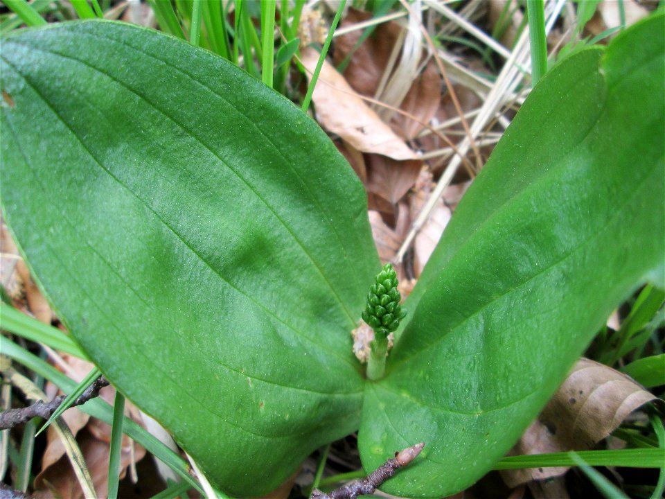 Großes Zweiblatt (Neottia ovata) im Naturschutzgebiet „Wusterhang“ oberhalb von Fechingen