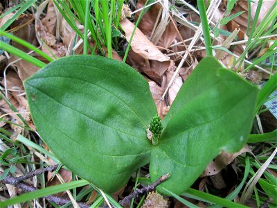 Großes Zweiblatt (Neottia ovata) im Naturschutzgebiet „Wusterhang“ oberhalb von Fechingen
