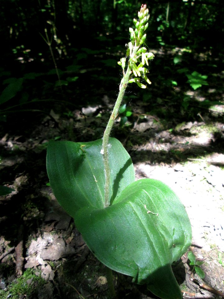 Großes Zweiblatt (Neottia ovata) im Naturschutzgebiet „St. Arnualer Wiesen“