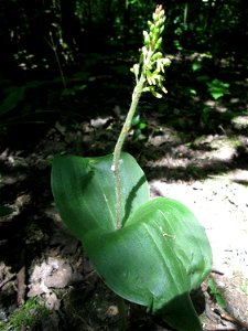 Großes Zweiblatt (Neottia ovata) im Naturschutzgebiet „St. Arnualer Wiesen“
