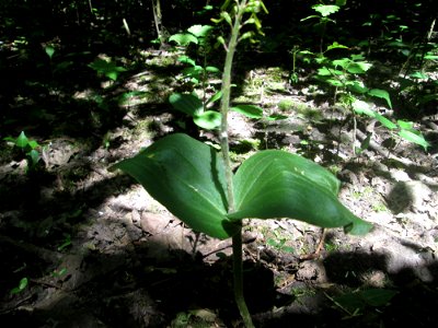 Großes Zweiblatt (Neottia ovata) im Naturschutzgebiet „St. Arnualer Wiesen“