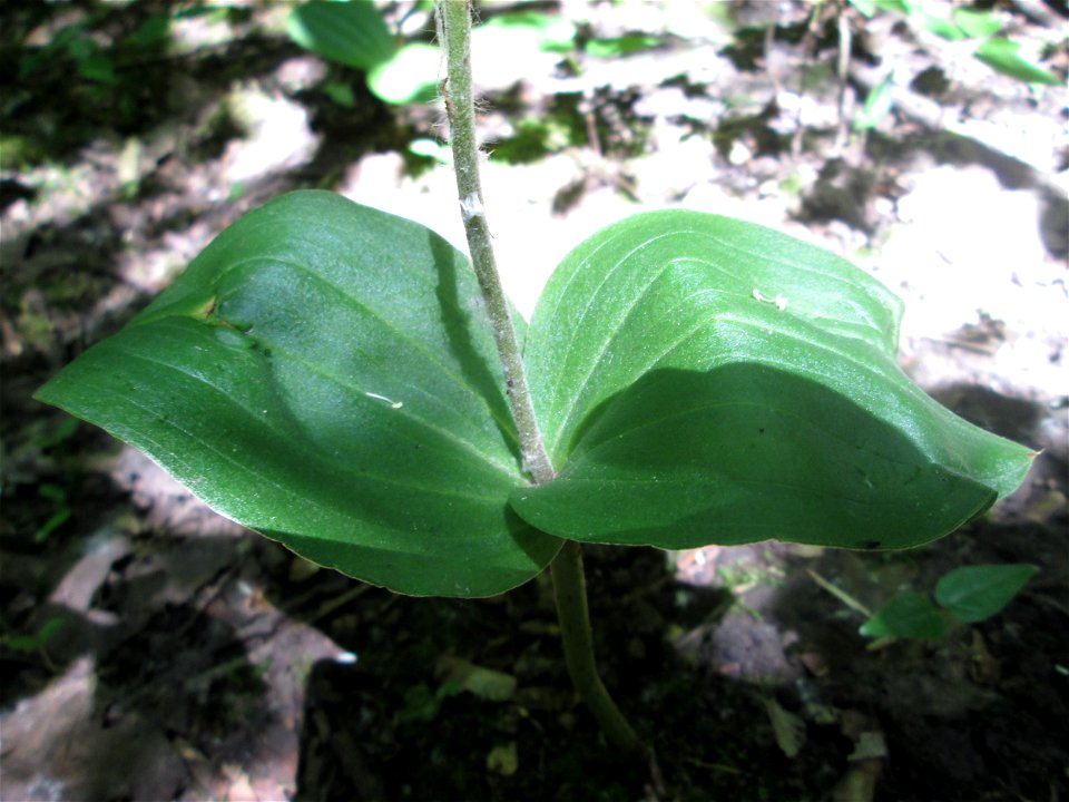 Großes Zweiblatt (Neottia ovata) im Naturschutzgebiet „St. Arnualer Wiesen“