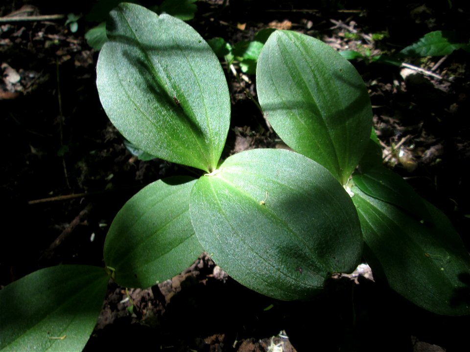 Großes Zweiblatt (Neottia ovata) im Naturschutzgebiet „St. Arnualer Wiesen“
