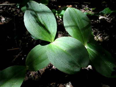 Großes Zweiblatt (Neottia ovata) im Naturschutzgebiet „St. Arnualer Wiesen“