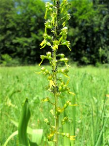 Großes Zweiblatt (Neottia ovata) im Naturschutzgebiet „Wusterhang“ oberhalb von Fechingen