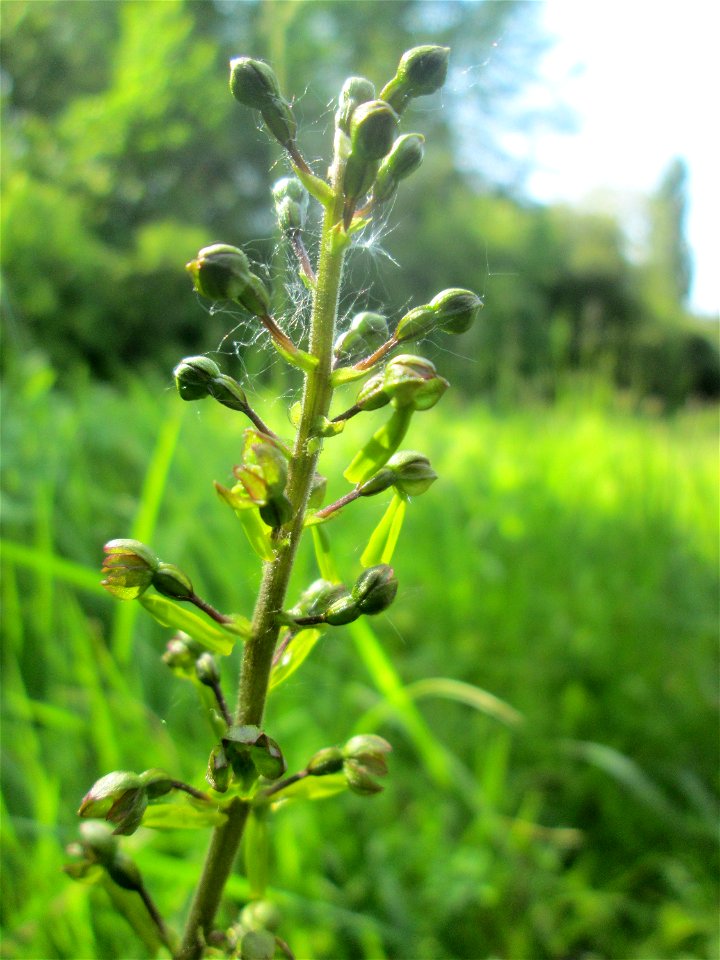 Großes Zweiblatt (Neottia ovata) im Naturschutzgebiet „St. Arnualer Wiesen“