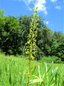 Großes Zweiblatt (Neottia ovata) im Naturschutzgebiet „Wusterhang“ oberhalb von Fechingen