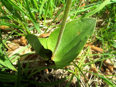 Großes Zweiblatt (Neottia ovata) im Naturschutzgebiet „Wusterhang“ oberhalb von Fechingen