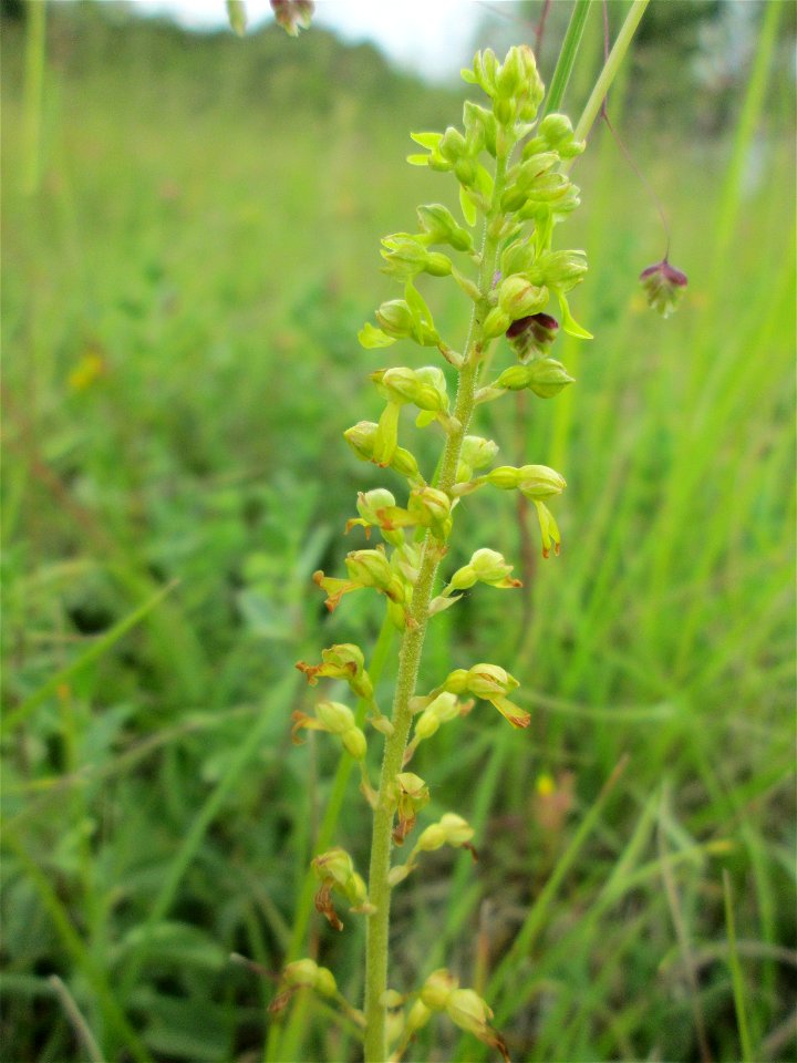 Großes Zweiblatt (Neottia ovata) im Naturschutzgebiet „Birzberg, Honigsack/Kappelberghang“