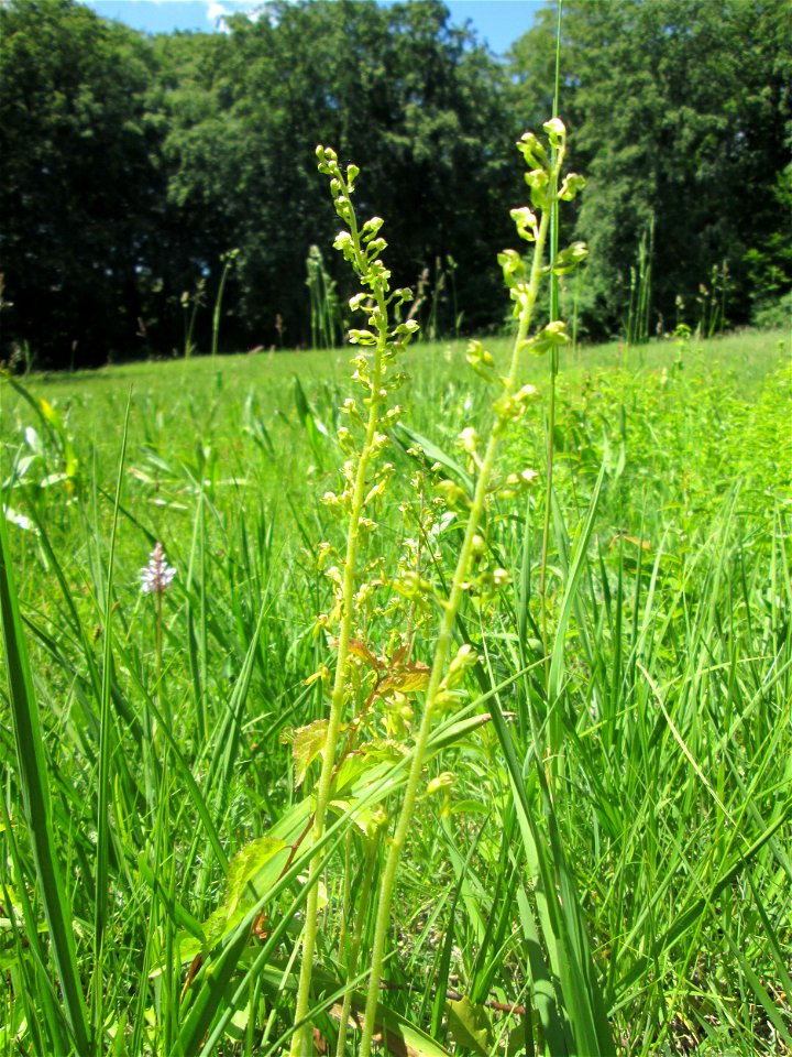 Großes Zweiblatt (Neottia ovata) im Naturschutzgebiet „Wusterhang“ oberhalb von Fechingen
