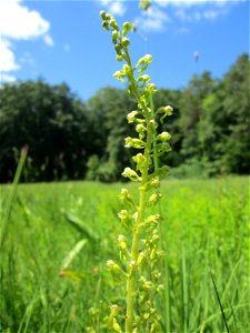 Großes Zweiblatt (Neottia ovata) im Naturschutzgebiet „Wusterhang“ oberhalb von Fechingen