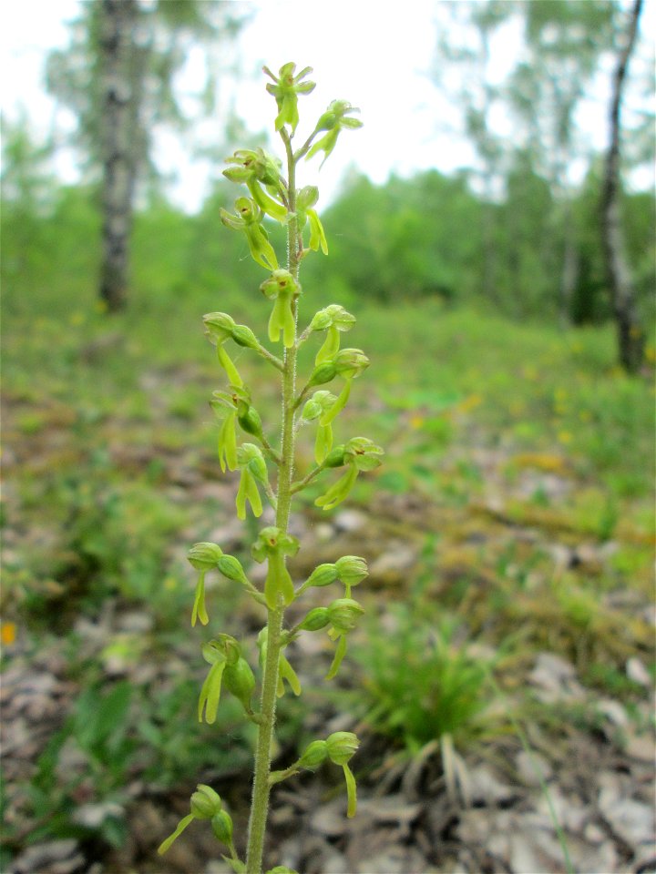 Großes Zweiblatt (Neottia ovata) im Naturschutzgebiet „Birzberg, Honigsack/Kappelberghang“