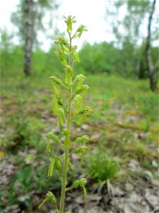 Großes Zweiblatt (Neottia ovata) im Naturschutzgebiet „Birzberg, Honigsack/Kappelberghang“