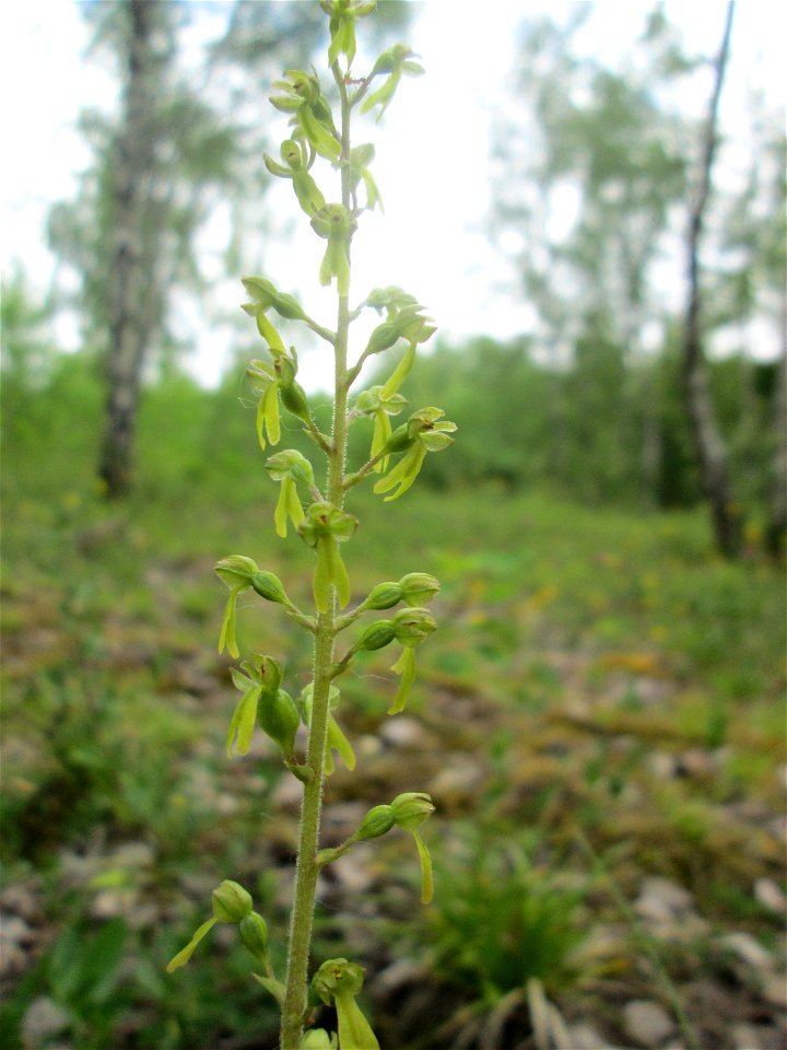 Großes Zweiblatt (Neottia ovata) im Naturschutzgebiet „Birzberg, Honigsack/Kappelberghang“
