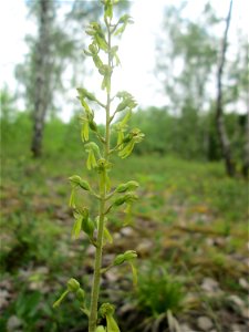 Großes Zweiblatt (Neottia ovata) im Naturschutzgebiet „Birzberg, Honigsack/Kappelberghang“