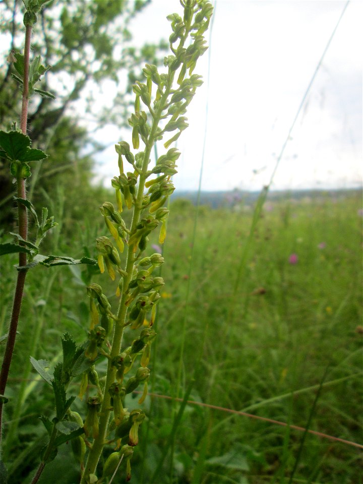 Großes Zweiblatt (Neottia ovata) im Naturschutzgebiet „Birzberg, Honigsack/Kappelberghang“